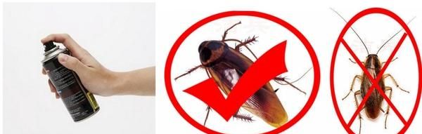 硼砂加土豆真的可以灭蟑螂吗