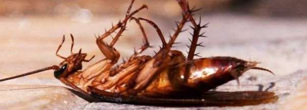 硼酸灭蟑螂的原理,硼砂加土豆真的可以灭蟑螂吗图3