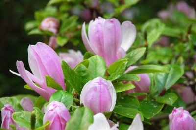 德州适合养什么花,市花和市树是什么