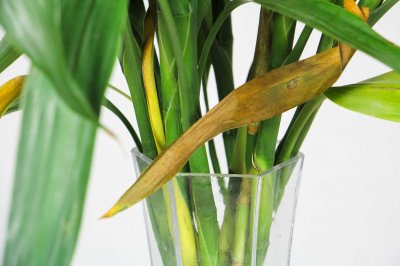 富贵竹放什么药生根快,老是不生根怎么办