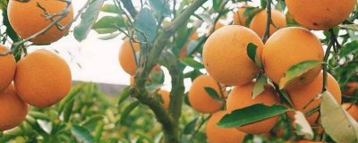 橙子为什么放了几天就坏了 橙子为什么会烂掉