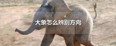 大象认识方向吗 大象方向好像