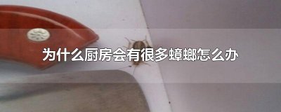 ​为什么厨房会有很多蟑螂怎么办