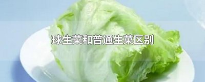 球生菜和普通生菜区别