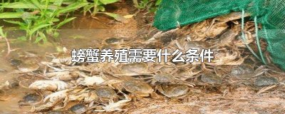螃蟹养殖需要什么条件