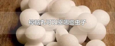樟脑丸可以驱赶什么虫子 樟脑丸驱哪些虫