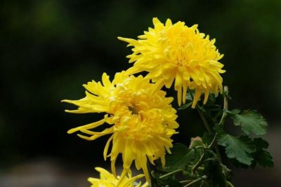 菊花是什么梗(菊花的含义)