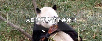 大熊猫不吃竹子会死吗为什么 大熊猫不吃竹子会死吗图片