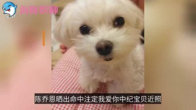 纪宝贝是什么狗(马尔济斯犬介绍)