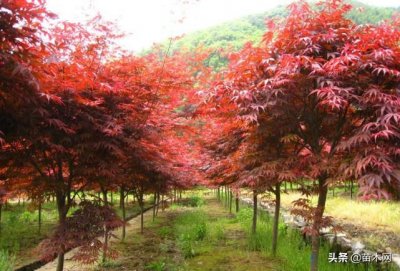 红枫和鸡爪槭的区别