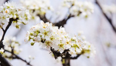 ​梨花是什么的象征 梨花有什么象征