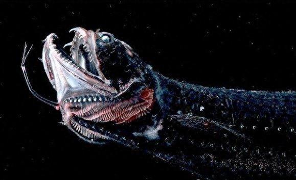 海蛾,被称为“龙鱼”