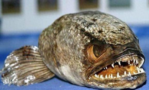 海蛾,被称为“龙鱼”