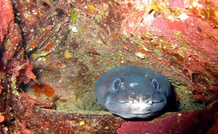 海蛾,被称为“龙鱼”