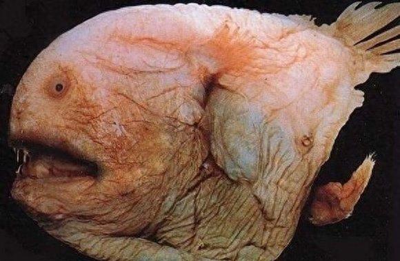 海蛾,被称为“龙鱼”