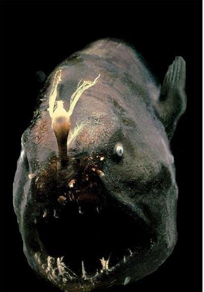 海蛾,被称为“龙鱼”