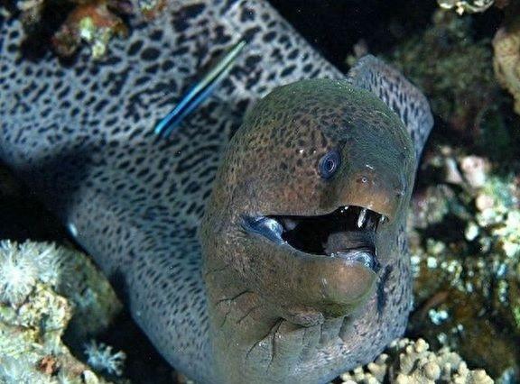 海蛾,被称为“龙鱼”