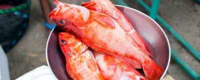 红龙是淡水鱼还是海鱼 红鱼属于海鱼吗