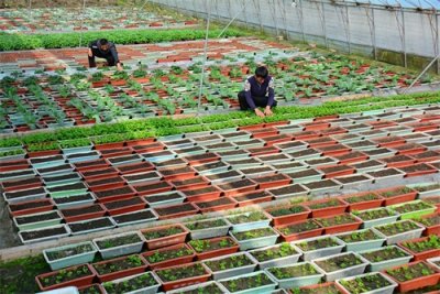 临沂市郯城县泉源镇:微型菜园 现吃现采 “盆栽蔬菜”走俏市场