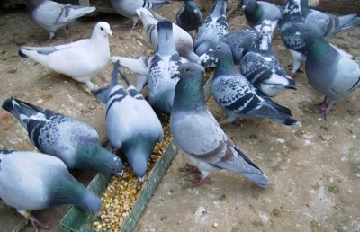 ​鸽子新城疫疾病的治疗方法，怎么治疗新城疫病毒，来看看