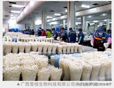 ​为啥贵港近些年重点发展农业了?网友:你见过粮仓成为工业重镇的吗