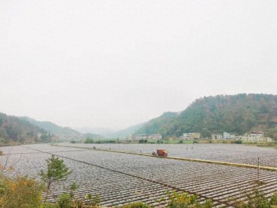 ​增产又增收！冬种马铃薯有“妙招”