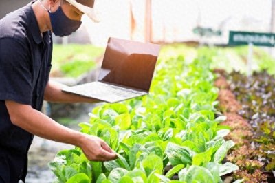 ​谷贱伤农：农业现状与挑战的探讨