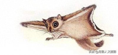 ​寒号鸟不是鸟类？那你知道它到底是什么物种吗？