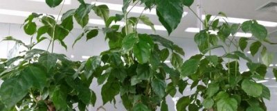 幸福树怎么扦插