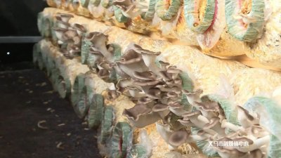 ​看着都美味！近段时间，义乌这里长满了秀珍菇