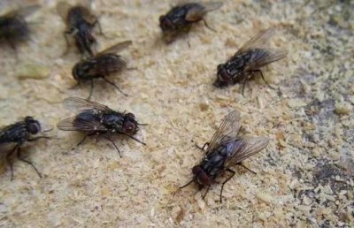 ​消灭家里的苍蝇，只用一个小妙招，方法既简单又实用