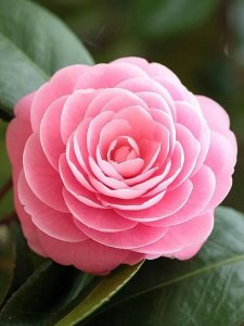 ​冷暴力是什么，危害是什么