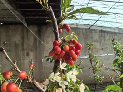 ​济南市南部山区头茬樱桃成熟 提前三个月“抢鲜”上市