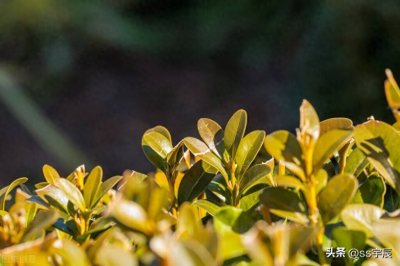 ​带你认识平凡而坚强的黄杨树