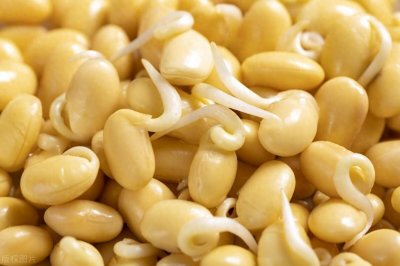 ​黄豆芽别再买了，教你快速在家生黄豆芽，干净卫生又营养，太实用