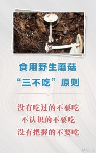 ​不做“菇勇者”！野生蘑菇有毒没毒，你真的分不清