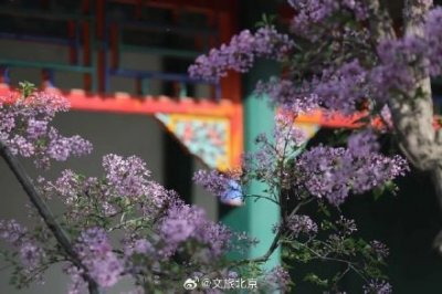​美爆！“桃红柳绿”！“玉香海”！颐和园已进最佳观赏期