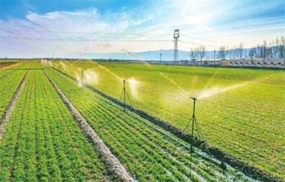 ​小麦喝上“返青水”