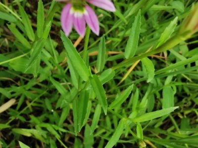 ​身边的中草药——半边莲