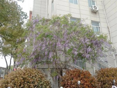 ​宁夏理工大学会花落谁家