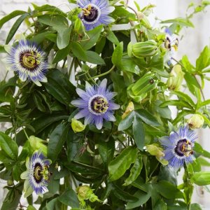 ​西番莲是一种怎样的植物