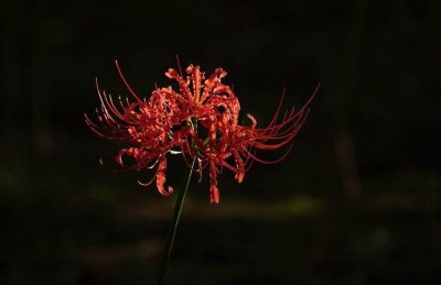 ​有种“亡灵花”，被名字坑惨了，开花漂亮十分惊艳，却无人敢养