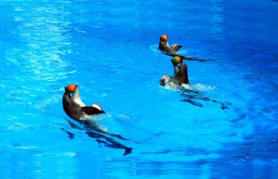 ​海洋馆里，海豚在欢乐的表演，可隐藏在背后的却是残忍的事实