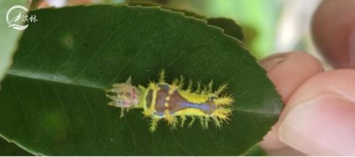 ​常见5种刺蛾危害及防治！（附识别图）