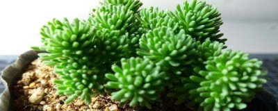 ​球松多肉怎么养殖方法