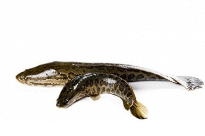 ​鱼类百科之黑鱼