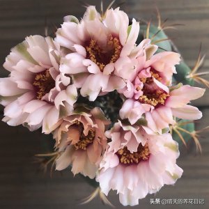​只看花你能认出来这是仙人球吗？这20种仙人球开花五颜六色美如画