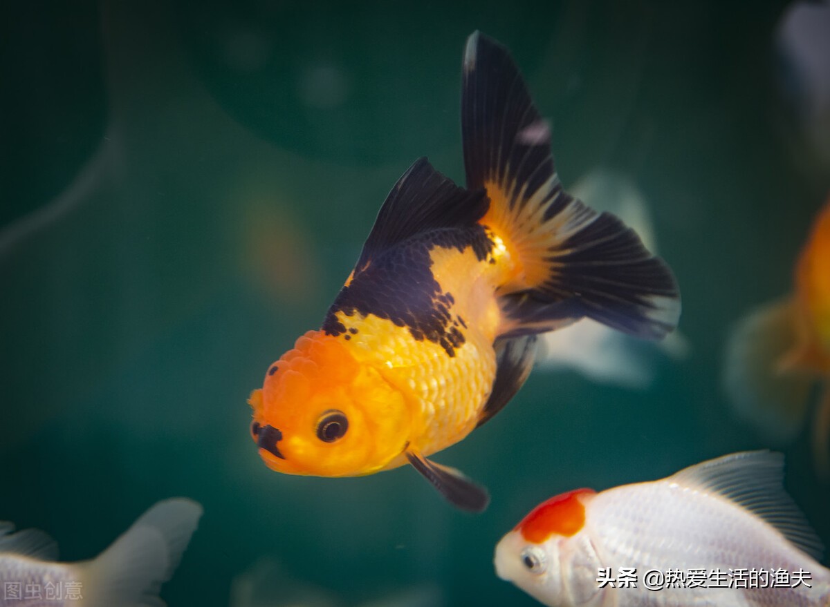 金鱼身上出现黑斑怎么治疗（金鱼身上发黑能恢复吗）(图1)