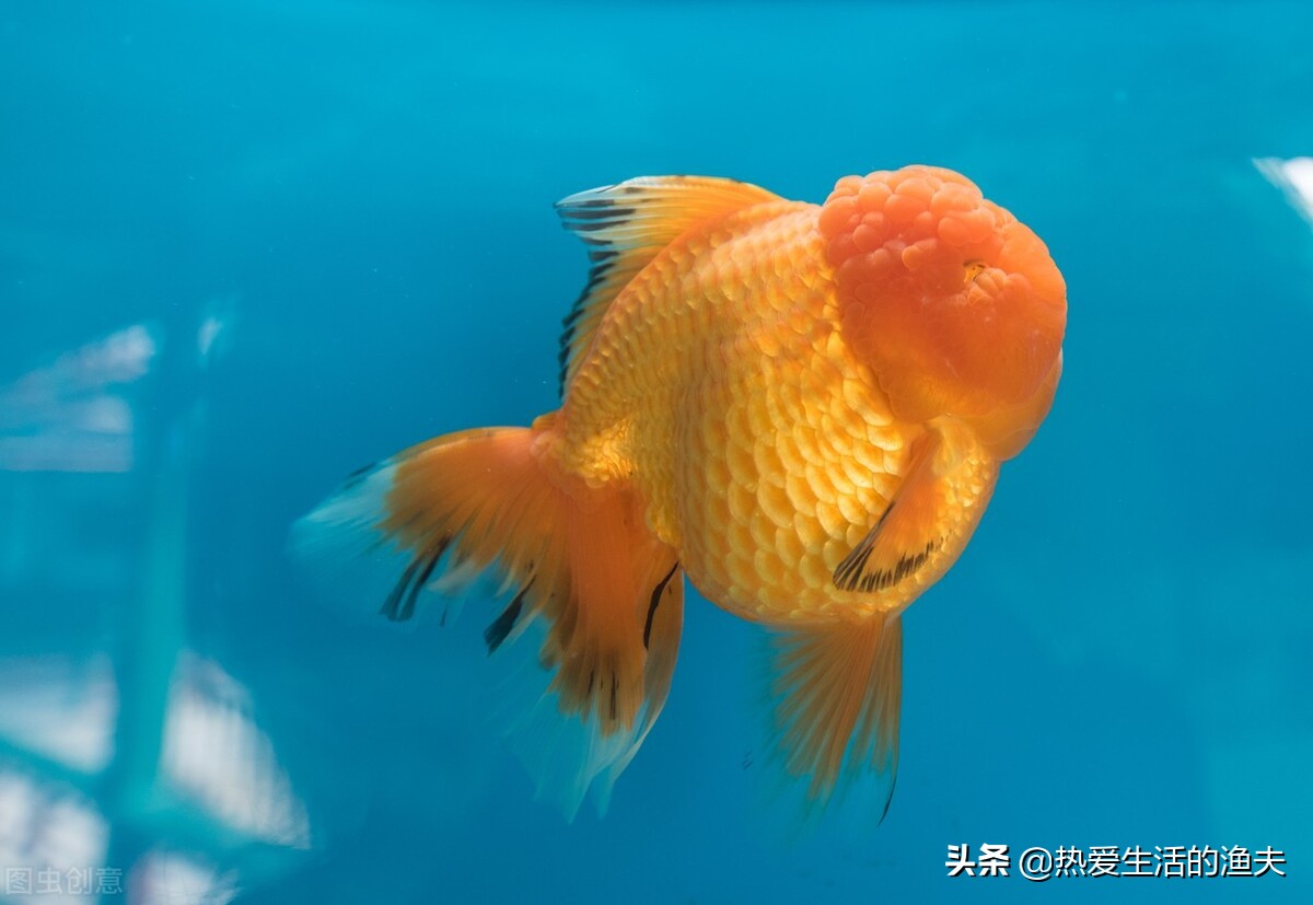 金鱼身上出现黑斑怎么治疗（金鱼身上发黑能恢复吗）(图4)