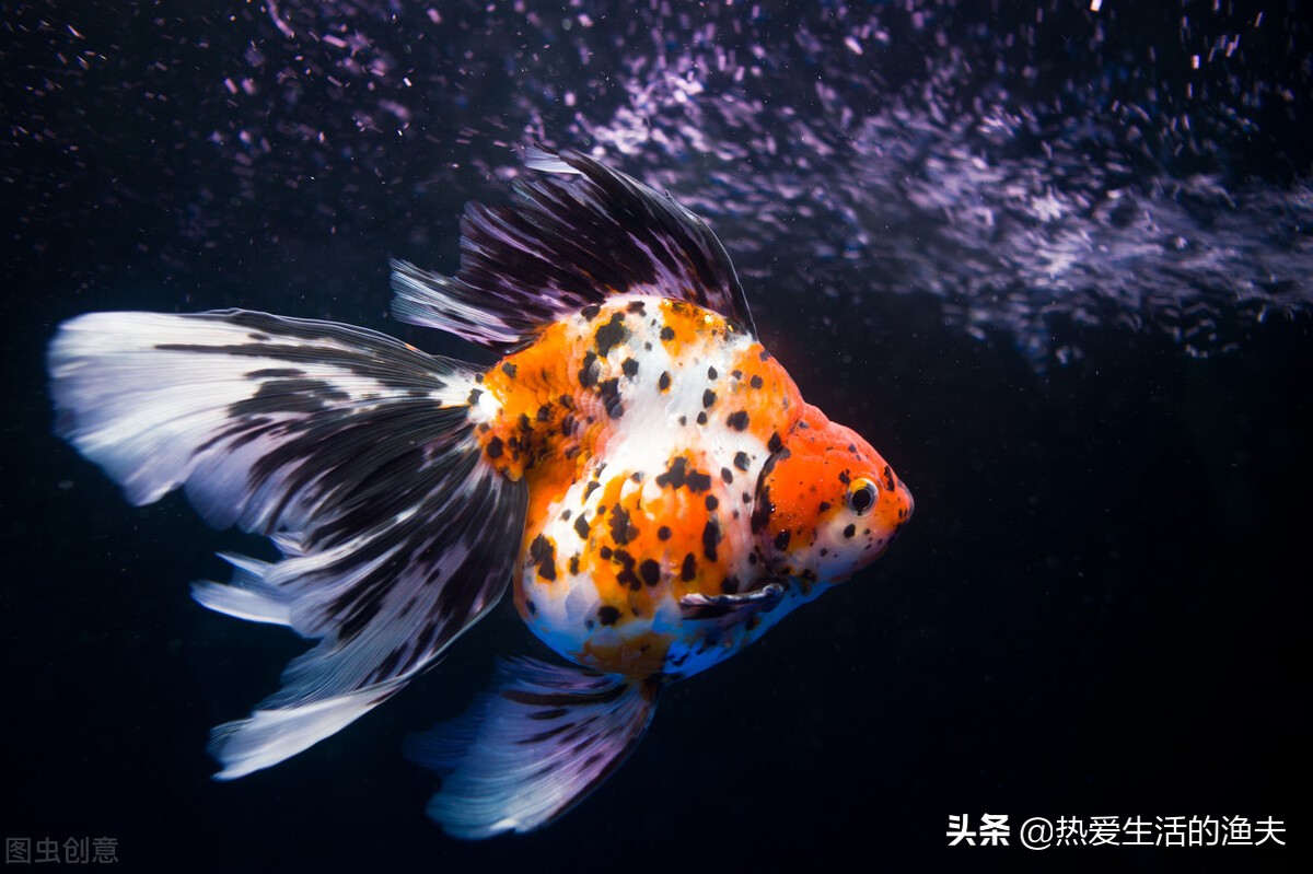 金鱼身上出现黑斑怎么治疗（金鱼身上发黑能恢复吗）(图3)